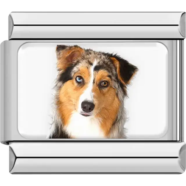 Orange black white Australian Shepherd dog portrait Italian charm bracelet link