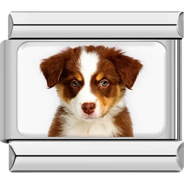 Brown white Australian shepherd dog portrait Italian charm bracelet link