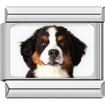 Black white orange Bernese Mountain Dog portrait Italian charm bracelet link