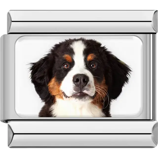 Black white orange Bernese Mountain Dog portrait Italian charm bracelet link