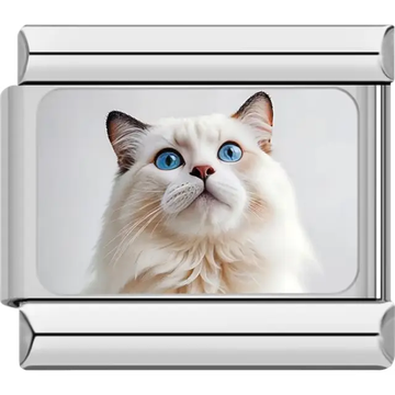 Close-up of white Ragdoll cat with blue eyes and dark-tipped ears on white background Italian charm bracelet link