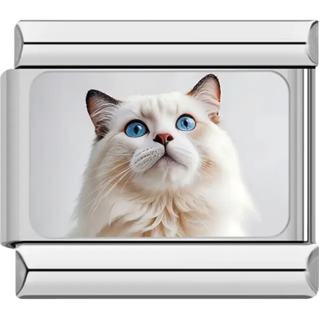 Close-up of white Ragdoll cat with blue eyes and dark-tipped ears on white background Italian charm bracelet link