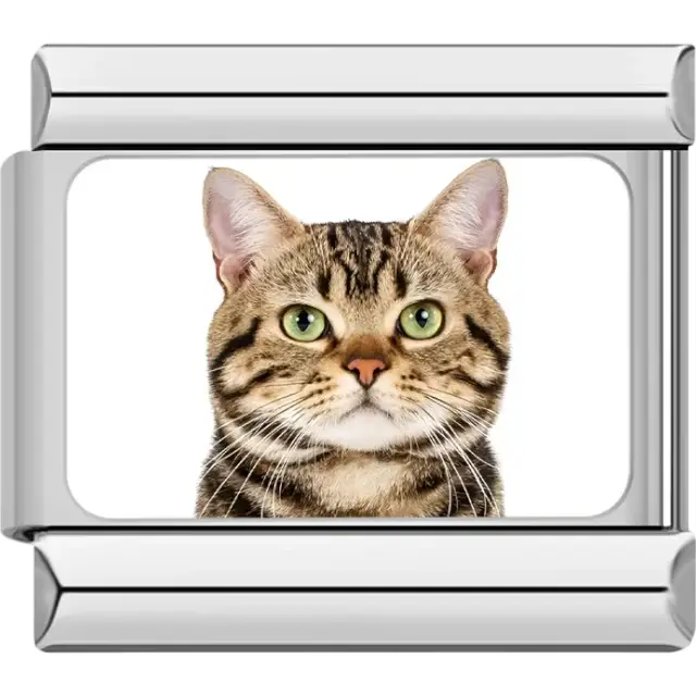 Close-up of brown tabby cat with green eyes on white background Italian charm bracelet link