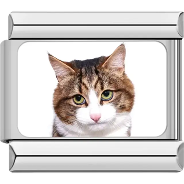 Close-up of brown tabby cat ears and fur on white background Italian charm bracelet link