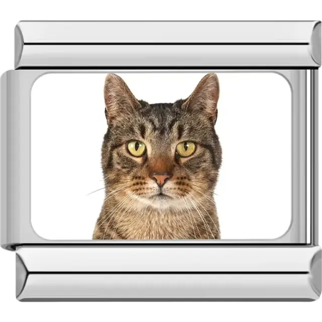 Close-up of brown tabby cat with yellow eyes on white background Italian charm bracelet link