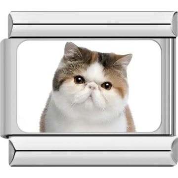 Close-up of calico cat with orange black and white fur on white background Italian charm bracelet link