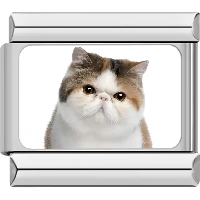 Close-up of calico cat with orange black and white fur on white background Italian charm bracelet link