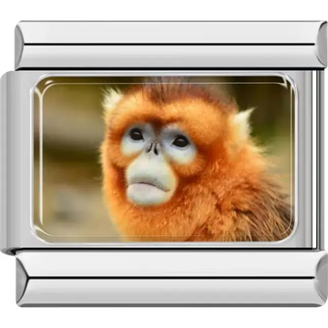 Close-up of a golden monkey face with orange fur and a soft background Italian charm bracelet link