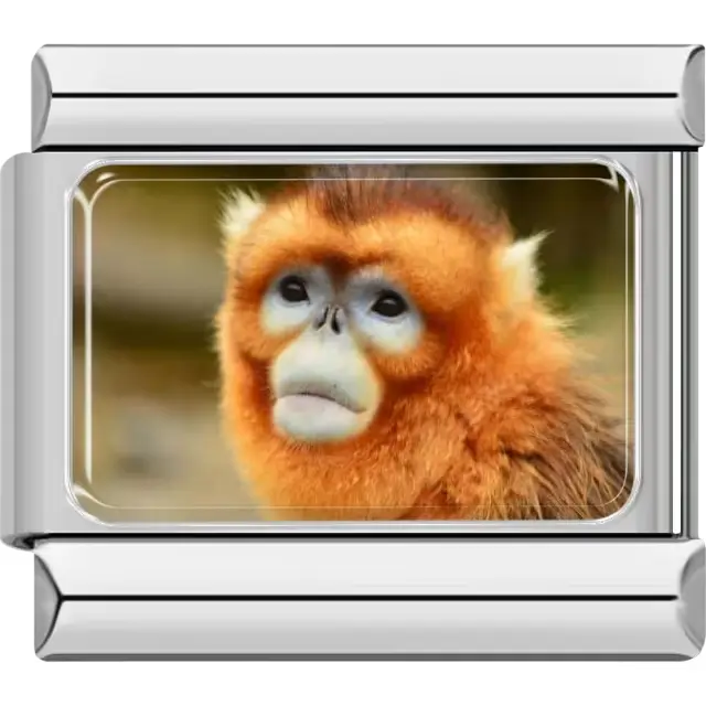 Close-up of a golden monkey face with orange fur and a soft background Italian charm bracelet link