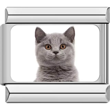 Close-up of gray cat with amber eyes on white background Italian charm bracelet link