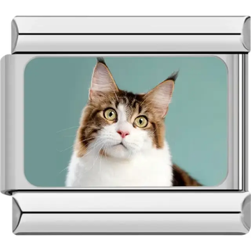 Close-up of brown and white Maine Coon cat with pointed ears on teal background Italian charm bracelet link