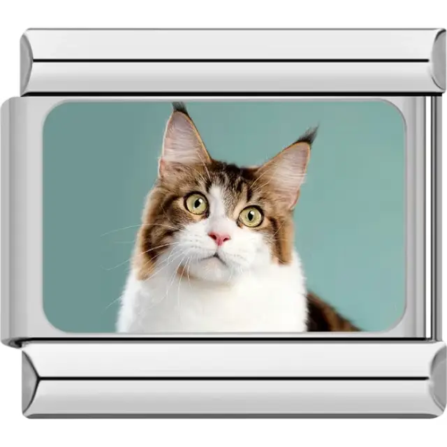 Close-up of brown and white Maine Coon cat with pointed ears on teal background Italian charm bracelet link
