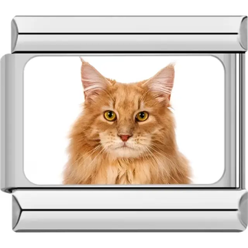 Close-up of orange Maine Coon cat with yellow eyes on white background Italian charm bracelet link
