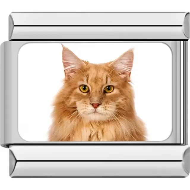 Close-up of orange Maine Coon cat with yellow eyes on white background Italian charm bracelet link