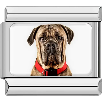 Brown Mastiff dog with red collar portrait Italian charm bracelet link