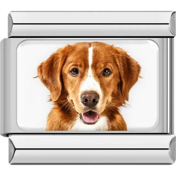 Orange white Nova Scotia Retriever dog portrait Italian charm bracelet link