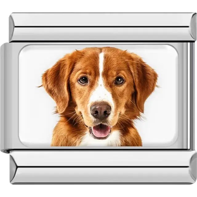 Orange white Nova Scotia Retriever dog portrait Italian charm bracelet link