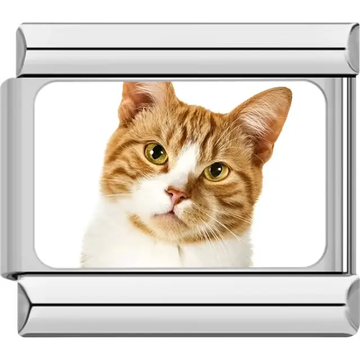 Close-up of orange tabby cat with white fur and pointed ears on white background Italian charm bracelet link