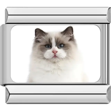 Close-up of white and brown Ragdoll cat with pointed ears on white background Italian charm bracelet link