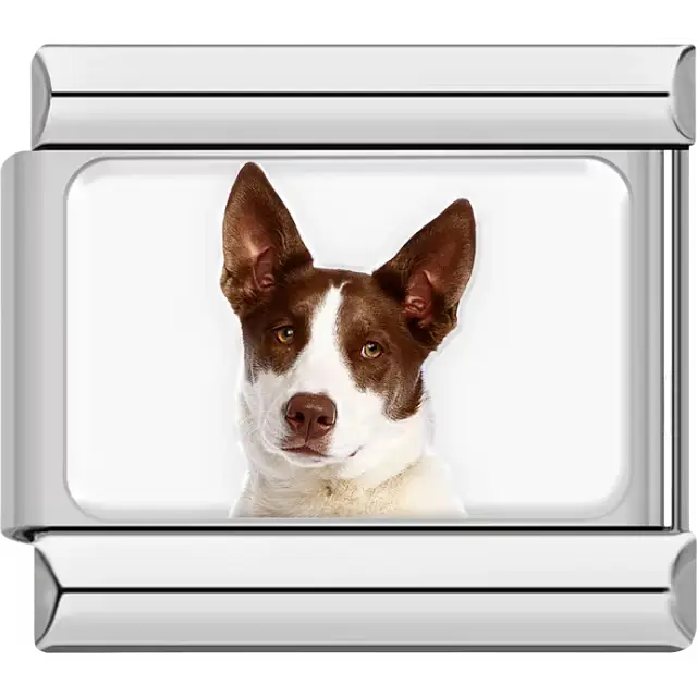 Brown white Rat Terrier dog portrait Italian charm bracelet link