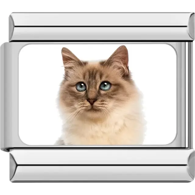 Close-up of Siamese cat with blue eyes on white background Italian charm bracelet link