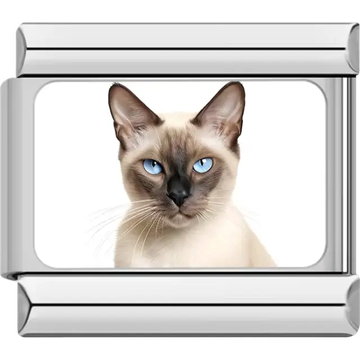Close-up of Siamese cat with blue eyes and dark facial markings on white background Italian charm bracelet link