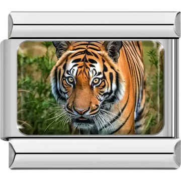 Close-up of a tiger with green foliage background Italian charm bracelet link
